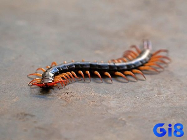 Mơ thấy con rết chứa đựng tín hiệu về tương lai 