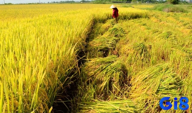 Mơ thấy lúa chín vàng ươm biểu trưng cho sự thành công và sự nghiệp phát triển