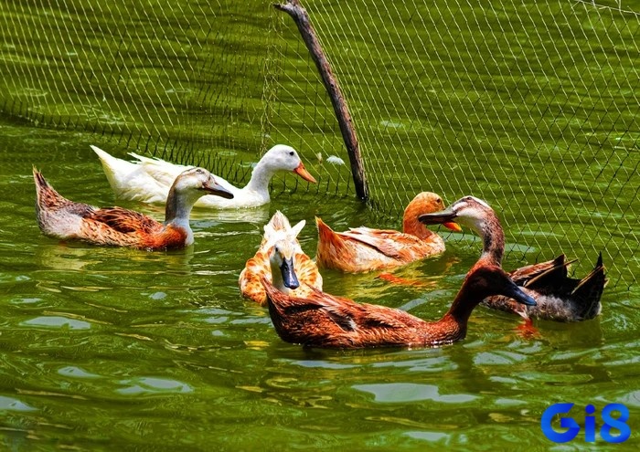 Mơ thấy con vịt bơi trong nước cảnh báo bạn về việc thiếu sự quyết đoán trong một số quyết định quan trọng