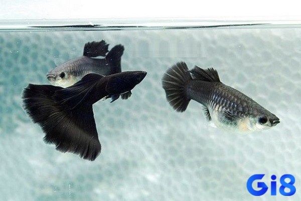 Giải mã giấc mơ thấy cá màu đen để hiểu về tương lai 