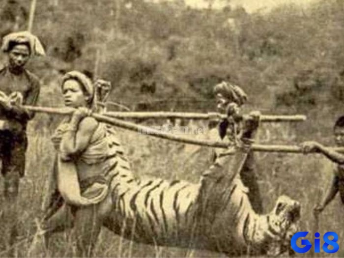 Giết hổ trong giấc mơ tượng trưng cho sự vượt qua thử thách, khẳng định sức mạnh và mở ra cơ hội mới