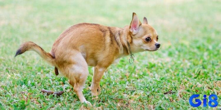 Chiêm bao thấy cứt chó báo hiệu đề thủ sẽ có cơ hội tiến xa hơn trong công việc