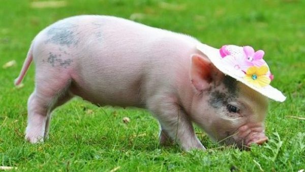 Giải mã giấc mơ thấy lợn đánh số gì, điềm báo gì?