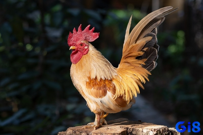 Dự báo thời điểm thành công của bạn đã đến khi mơ gà trống vàng