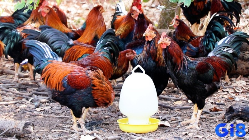 Dự báo về sự sung túc và giàu có khi xuất hiện đàn gà trống trong giấc mộng