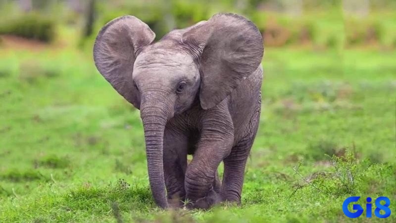 Nhắc nhở bạn phải giữ bình tĩnh khi tranh luận nêu mơ thấy voi
