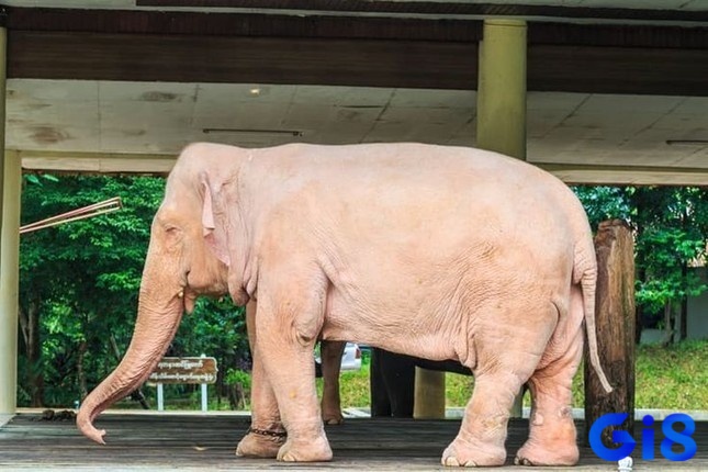 Điềm báo khi mơ voi trắng?